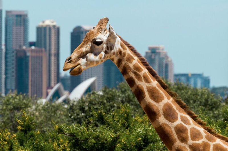Sydney: Harbour Cruise and Taronga Zoo - Cancellation Policy