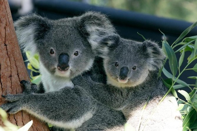 Sydney Harbour Ferry With Taronga Zoo Entry Ticket - Zoo Experience Highlights