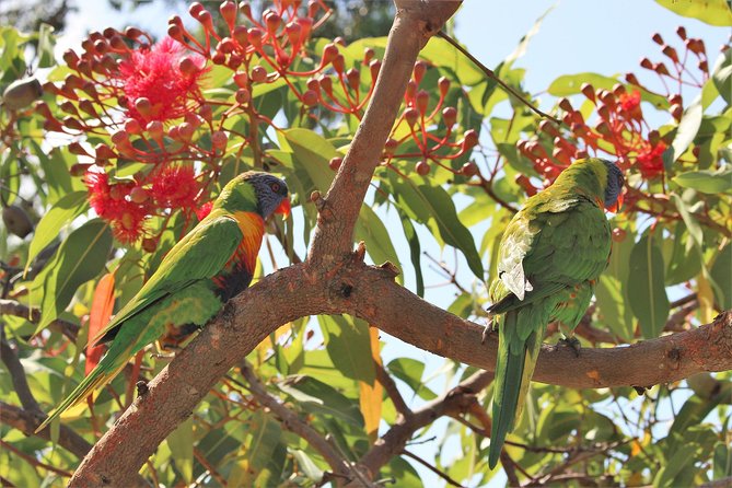 Sydney Harbour, Manly and Palm Beach, National Park Private Tour - Additional Information
