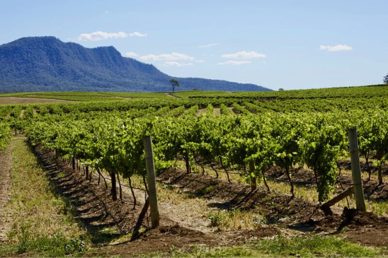 Sydney: Hunter Valley Wineries Day Trip With Food Tastings - Tour Overview