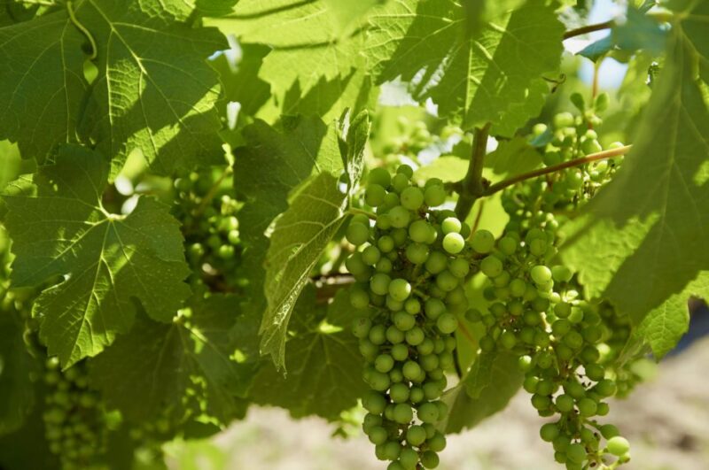 Sydney: Hunter Valley Wineries Day Trip With Food Tastings - Frequently Asked Questions