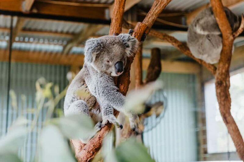 Sydney: Jervis Bay Tour with Beaches, Koalas & Kangaroos - The Journey Through Jervis Bay: A Deep Dive