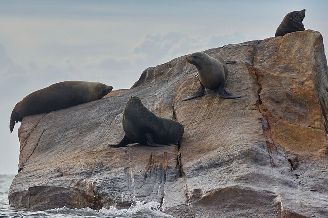 Sydney Kayak Seal Encounter Adventure With Gourmet Food - Tour Details
