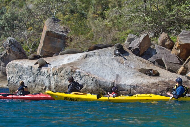 Sydney Kayak Seal Encounter Adventure With Gourmet Food - Kayak and Seal Encounter