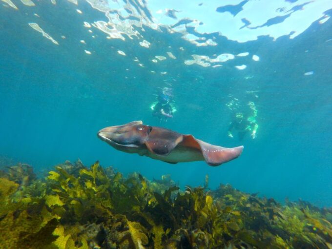 Sydney: Manly and Shelly Beach Snorkeling Tour - Cancellation Policy