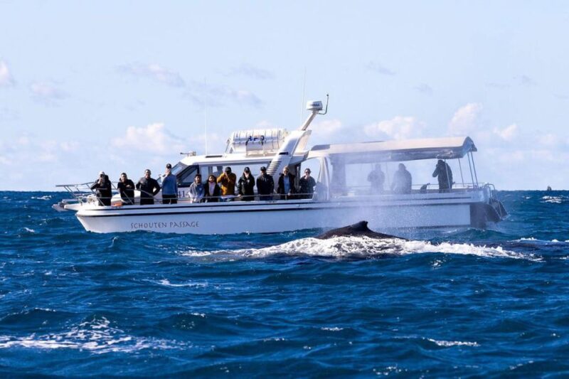 Sydney: Ocean Whale Watching Experience - Itinerary Details