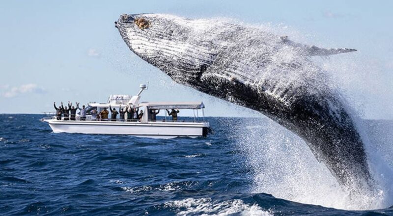 Sydney: Ocean Whale Watching Experience - Customer Testimonials
