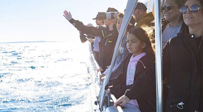 Sydney: Ocean Whale Watching Experience - Custom-built Boat Design