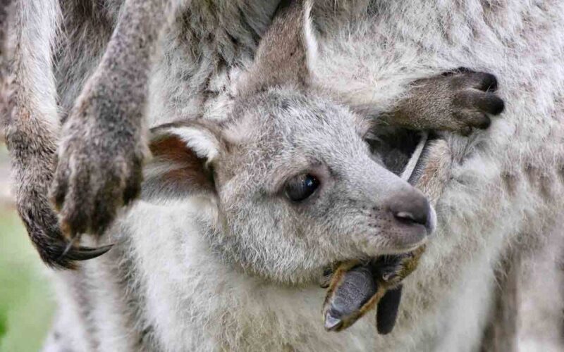 Sydney: Private Sydney City and Australian Wildlife Tour - Key Points