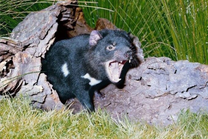 Sydney: Private Sydney City and Australian Wildlife Tour - Frequently Asked Questions