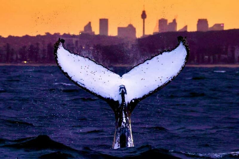 Sydney: Scenic Whale Watching Cruise - Whales Guaranteed - Key Points