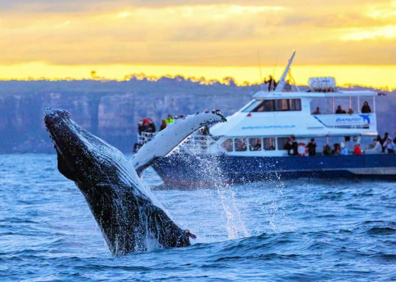 Sydney: Scenic Whale Watching Cruise - Whales Guaranteed - Starting Point and Ease of Access