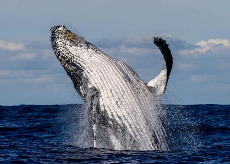Sydney: Scenic Whale Watching Cruise - Whales Guaranteed - The Itinerary: From Harbour to Ocean