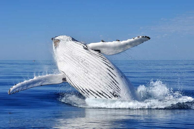 Sydney: Scenic Whale Watching Cruise - Whales Guaranteed - Wildlife Sightings: What You Can Expect
