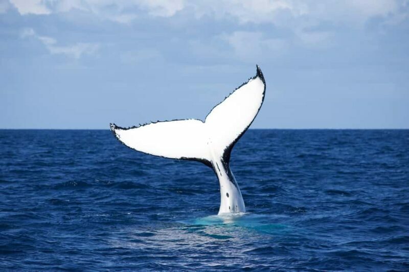 Sydney: Scenic Whale Watching Cruise - Whales Guaranteed - Photography & Onboard Facilities