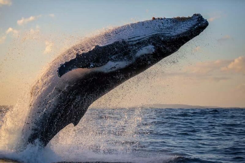 Sydney: Scenic Whale Watching Cruise - Whales Guaranteed - The Role of Guides and Crew
