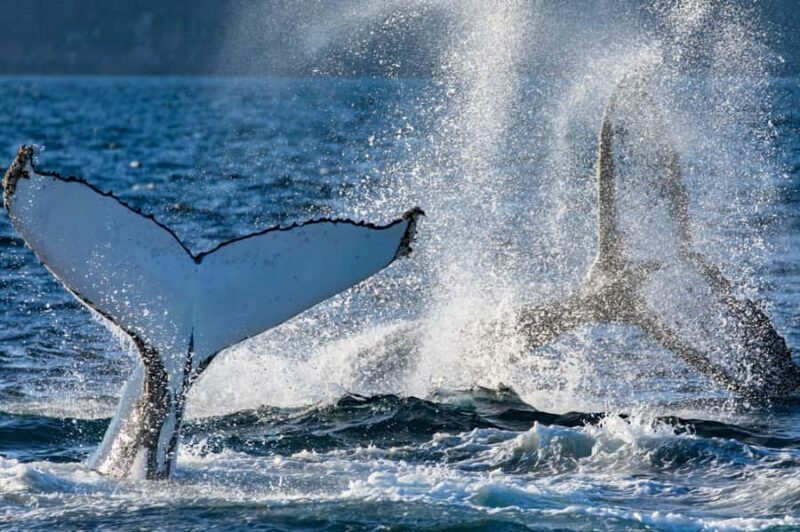 Sydney: Scenic Whale Watching Cruise - Whales Guaranteed - Duration and Timing
