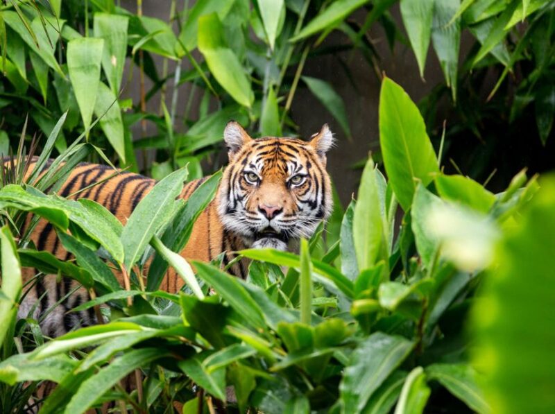 Sydney: Taronga Zoo & 24 or 48hr Sydney Harbour Hopper Pass - About Taronga Zoo