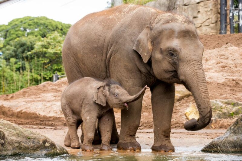 Sydney: Taronga Zoo & 24 or 48hr Sydney Harbour Hopper Pass - Sydney Harbour Hopper Pass