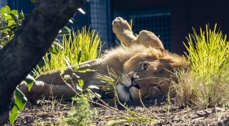 Sydney: Taronga Zoo & 24 or 48hr Sydney Harbour Hopper Pass - Scenic Views and Experiences