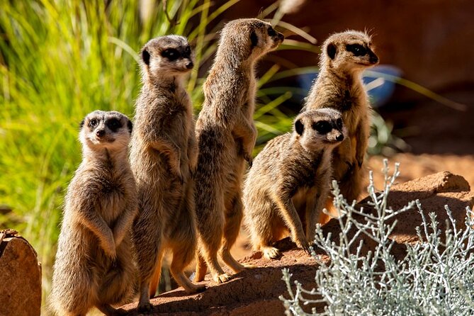 Sydney Taronga Zoo General Entry Ticket - Animal Exhibits and Habitats