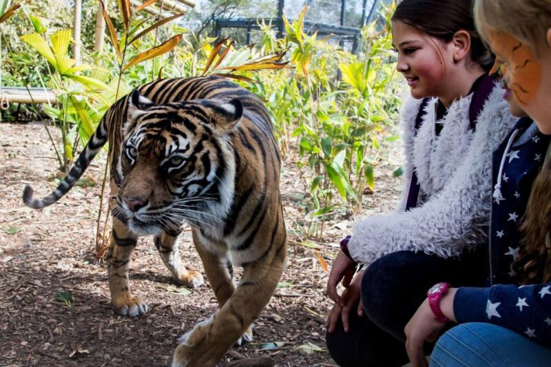 Sydney: Taronga Zoo Ticket With Return Ferry - Zoo Experience Highlights