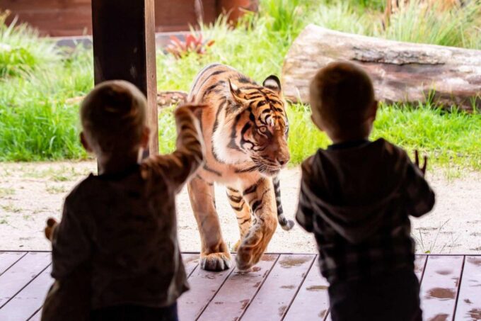 Sydney: Taronga Zoo Ticket With Return Ferry - Ticket Cancellation Policy