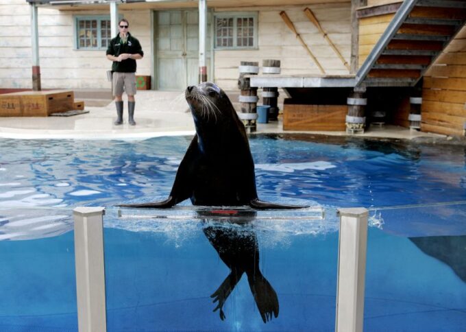 Sydney: Taronga Zoo Ticket With Return Ferry - Recap