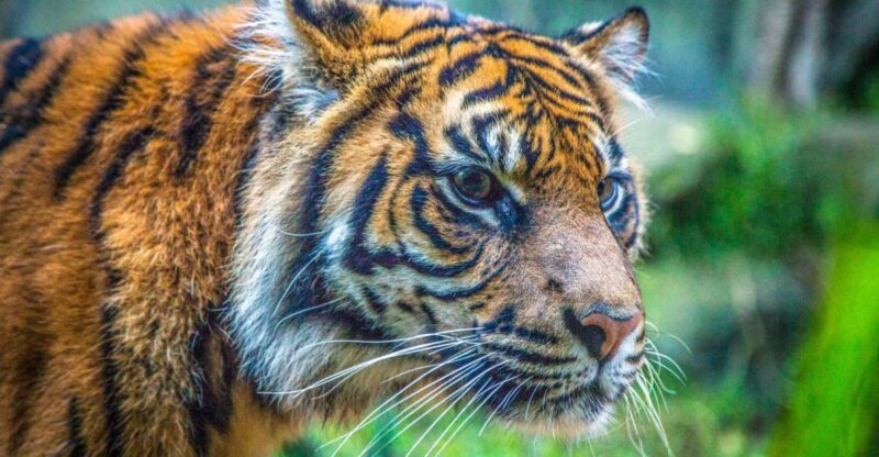 Sydney: Taronga Zoo Tickets - Zoo Trails and Exhibits