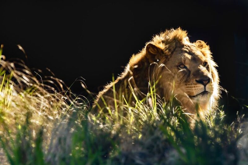 Sydney: Taronga Zoo Tickets - Location and Transportation