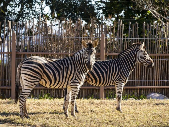 Sydney: Taronga Zoo Tickets - Planning Your Visit