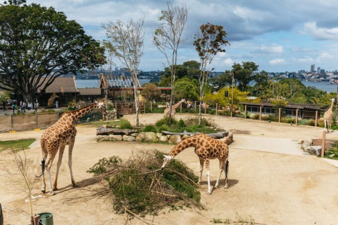 Sydney: Taronga Zoo Tickets - Customer Ratings and Feedback