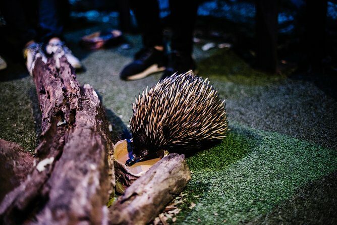 Sydney Taronga Zoo Wild Australia Experience - A Closer Look at the Tour Itinerary
