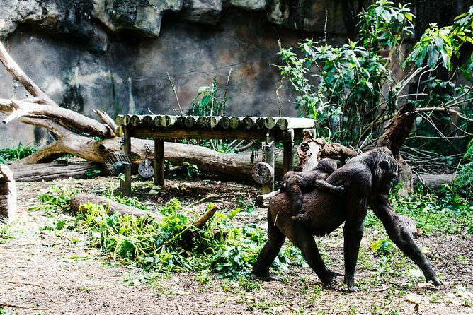 Sydney Taronga Zoo Wild Australia Experience - Who Should Consider This Tour?