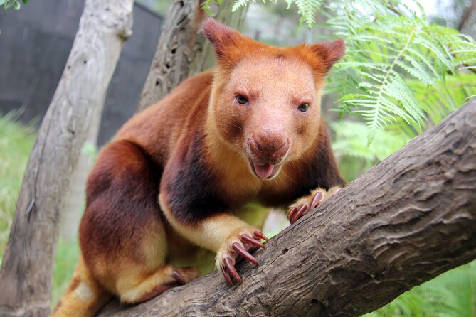 Sydney Taronga Zoos Aussie Backyard Adventure Tour - Interaction With Native Animals
