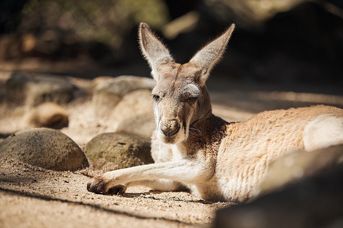 Sydney Taronga Zoos Aussie Backyard Adventure Tour - Photographic Opportunities