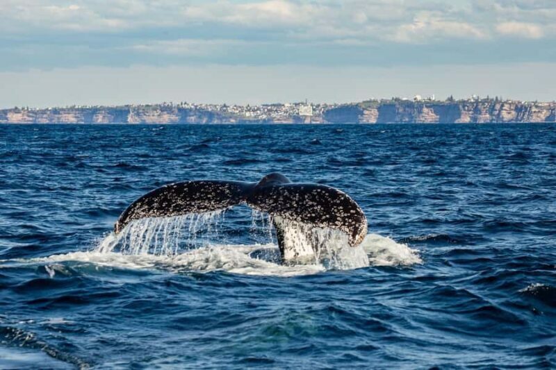 Sydney: Whale Watching Adventure Cruise - Introduction: What’s This Tour All About?