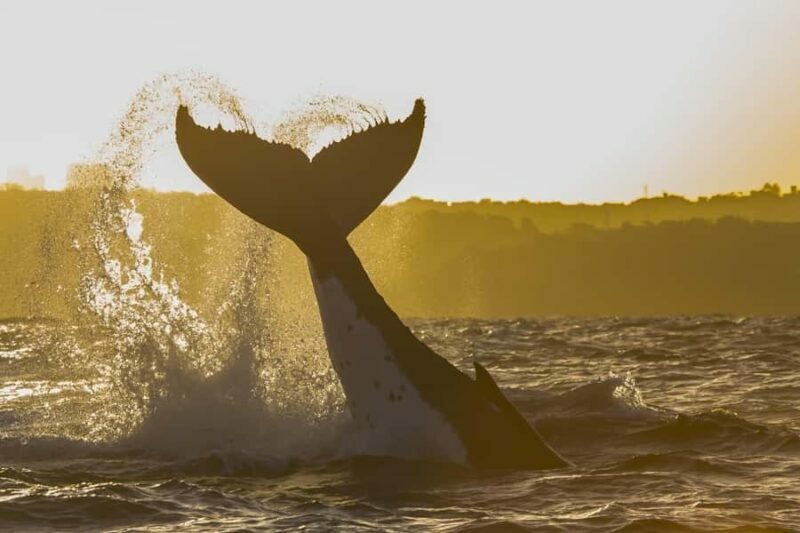 Sydney: Whale Watching Adventure Cruise - FAQ