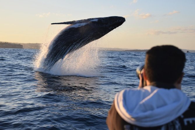 Sydney Whale-Watching by Speed Boat - Seasonal Tour Availability
