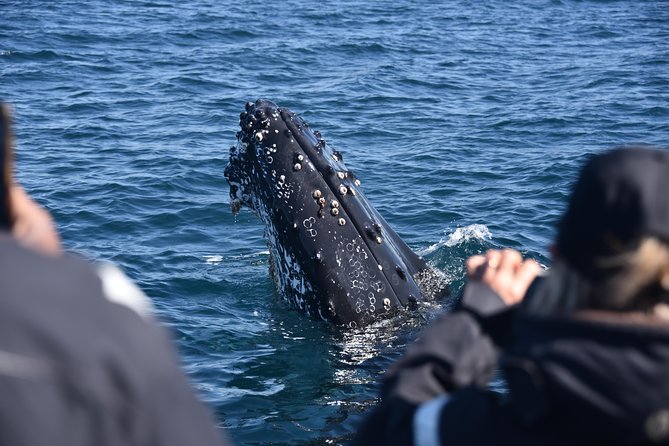 Sydney Whale-Watching by Speed Boat - Meeting Point and Arrival