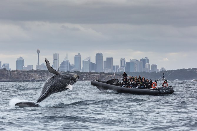 Sydney Whale-Watching by Speed Boat - Inclusions and Amenities
