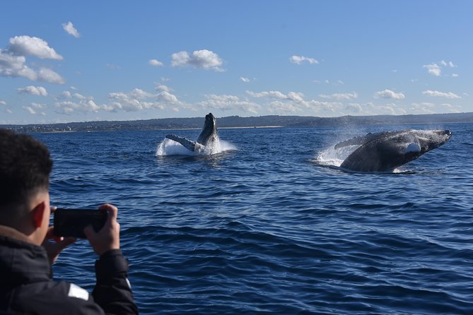Sydney Whale-Watching by Speed Boat - Cancellation and Rescheduling Policy