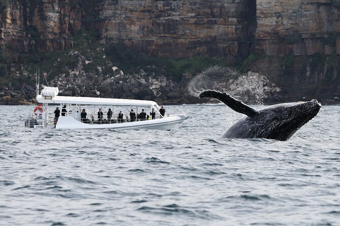 Sydney Whale-Watching by Speed Boat - Tour Group Size and Transportation