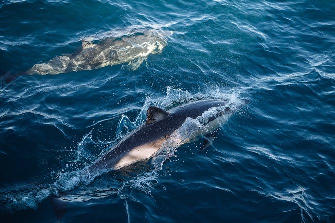 Sydney Whale-Watching Cruise - Tour Duration and Season