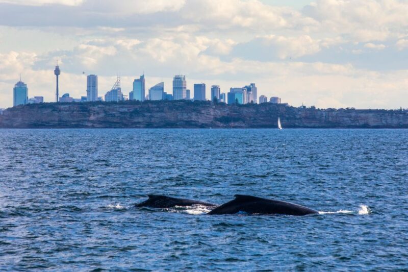 Sydney: Whale Watching Cruise - Key Points