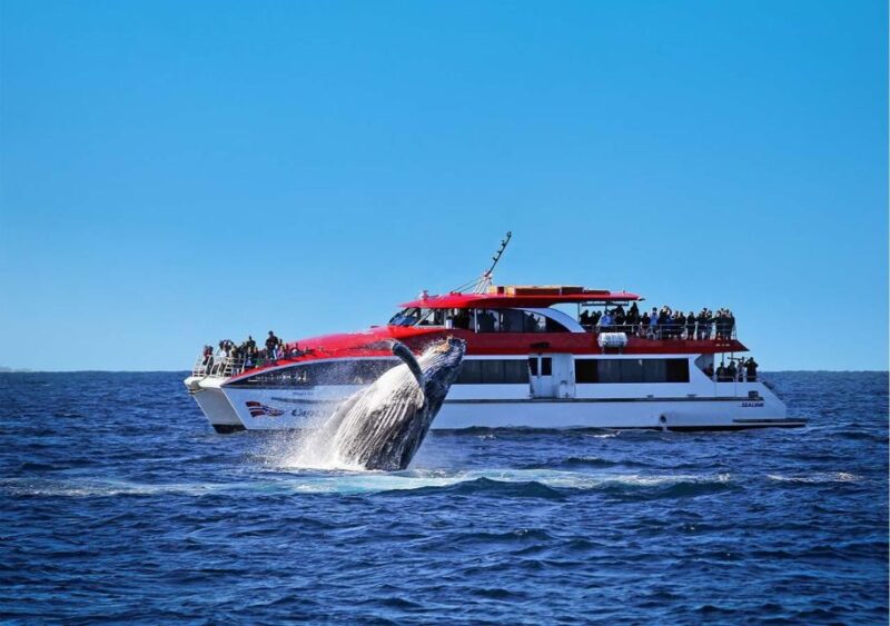 Sydney: Whale Watching Cruise - Guaranteed Whale Sightings