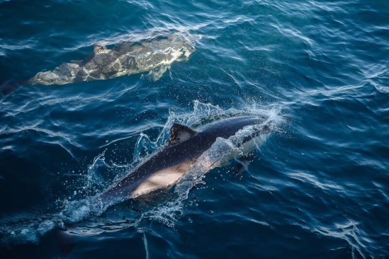 Sydney: Whale Watching Cruise - Expert Commentary and Insights