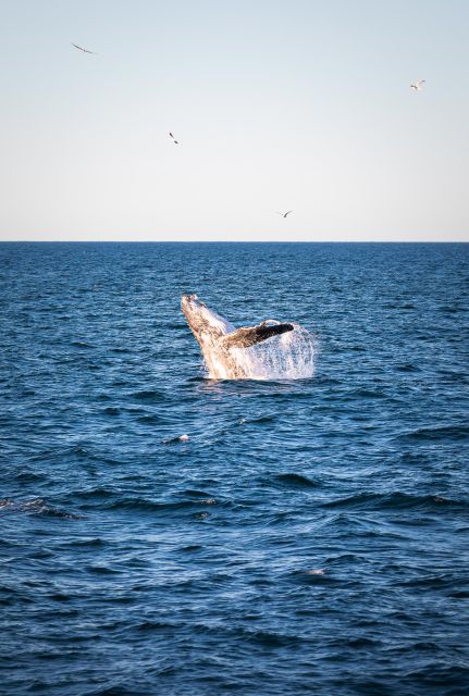 Sydney: Whale Watching Cruise - Weather and Departure Preparations