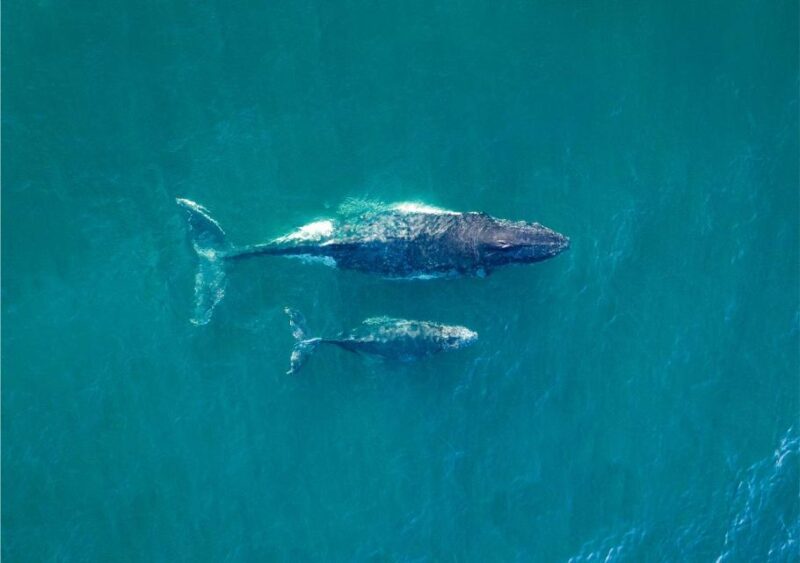 Sydney: Whale Watching Explorer Cruise - Key Points
