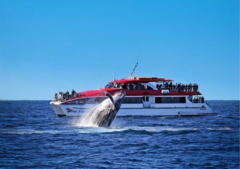 Sydney: Whale Watching Explorer Cruise - Pricing Information